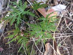 Doryopteris decipiens image