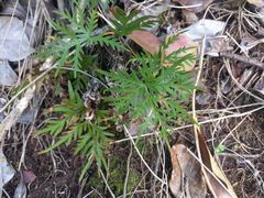 Doryopteris decipiens