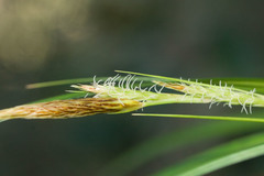 Carex wahuensis