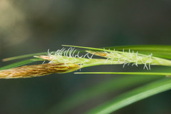 Carex wahuensis