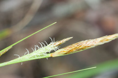 Carex wahuensis