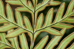 Doryopteris decipiens