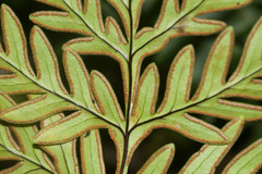 Doryopteris decipiens