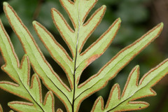 Doryopteris decipiens