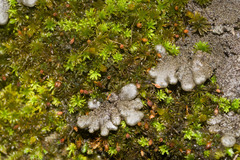 Physma