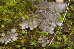 Physma