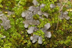 Physma