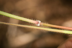 Melinis scabrida