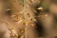 Melinis scabrida