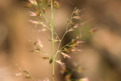 Melinis scabrida