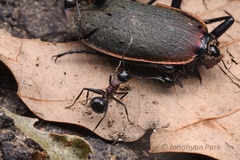 Polyrhachis lamellidens