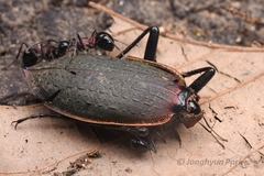 Polyrhachis lamellidens