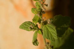 Sidastrum micranthum