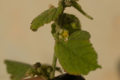 Sidastrum micranthum