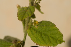 Sidastrum micranthum