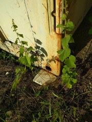 Sidastrum micranthum