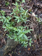 Ageratina riparia