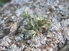 Ramalina europaea