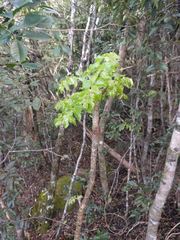 Polyscias sandwicensis