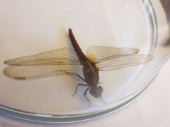 Orthetrum chrysis