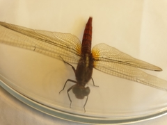 Orthetrum chrysis