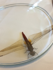 Orthetrum chrysis