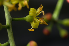 Polyscias sandwicensis