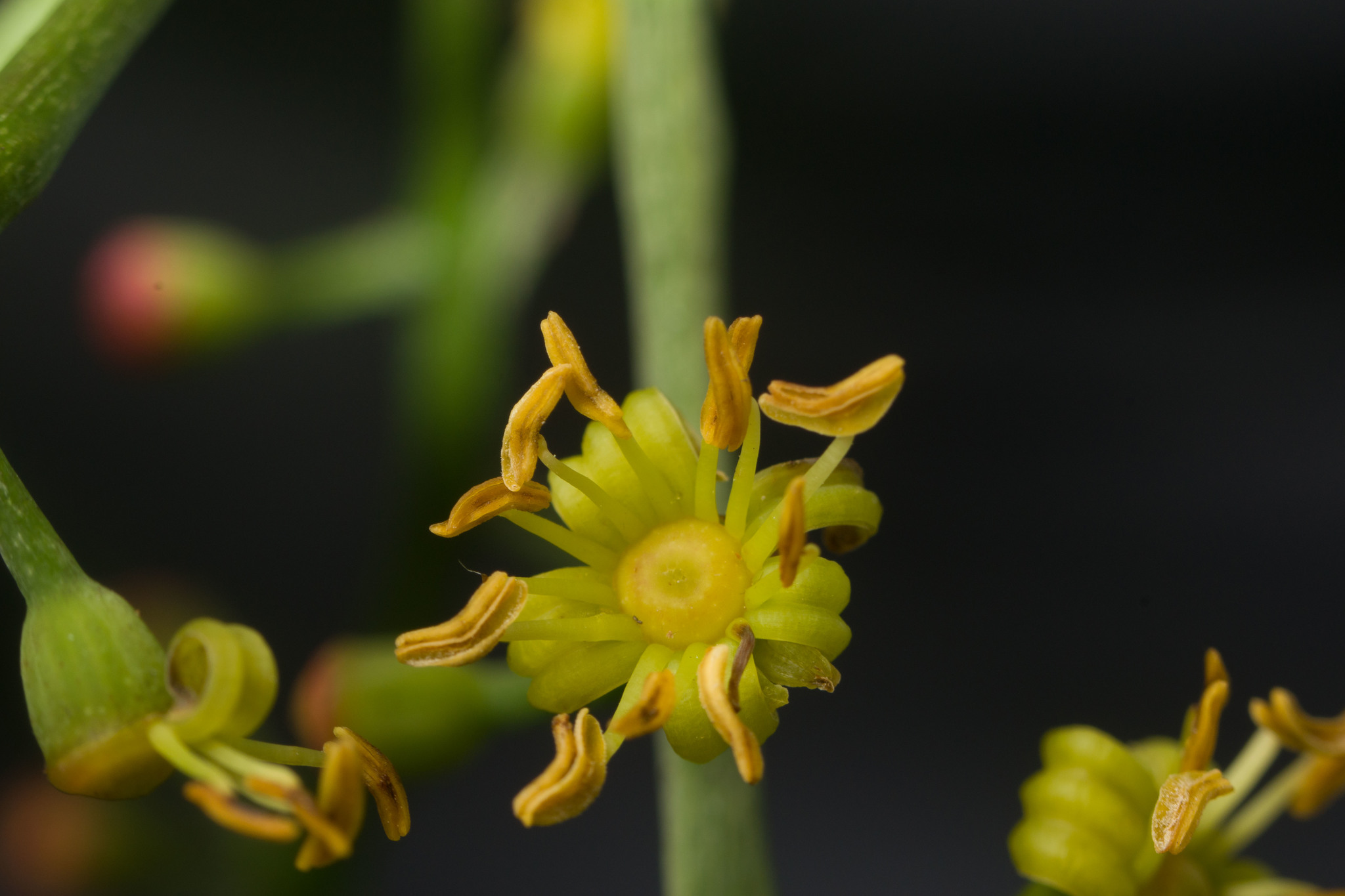 Polyscias sandwicensis