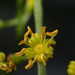Polyscias sandwicensis - Photo (c) Kevin Faccenda,  זכויות יוצרים חלקיות (CC BY), הועלה על ידי Kevin Faccenda