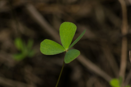 Marsilea villosa, photograph 6