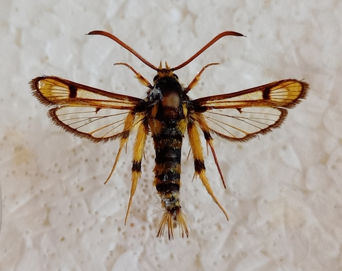 Chamaesphecia masariformis photographed in Syria