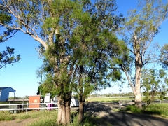 Eremophila mitchellii