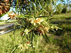 Eremophila mitchellii
