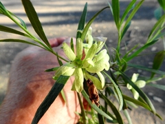 Eremophila mitchellii