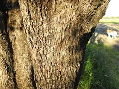 Eremophila mitchellii