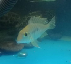 Geophagus pyrocephalus