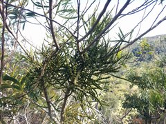 Korthalsella complanata