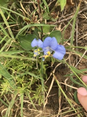 Commelina eckloniana