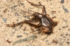 Pheidole nodus