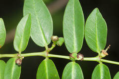 Euphorbia multiformis
