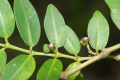 Euphorbia multiformis