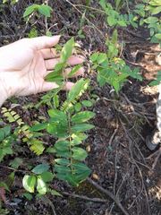 Euphorbia multiformis