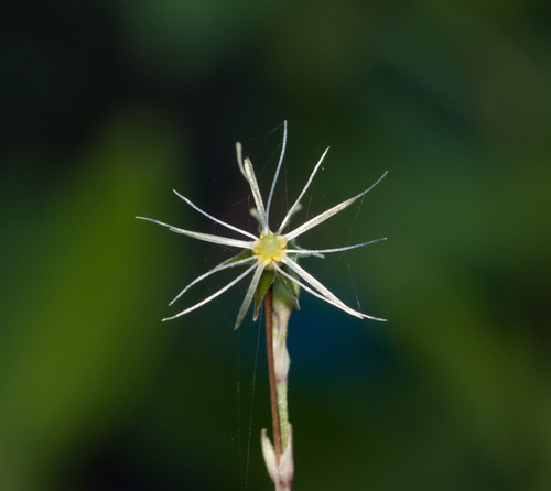 Schiedea nuttallii