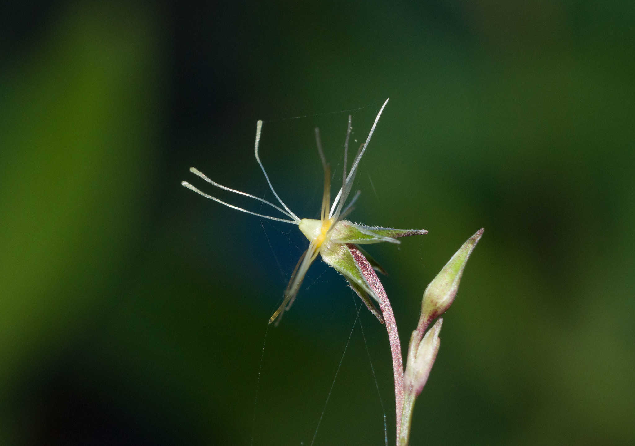 Schiedea nuttallii