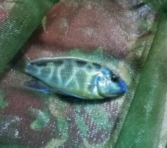 Nimbochromis venustus