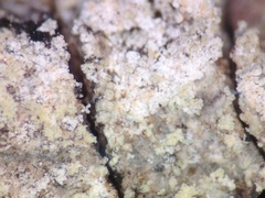 Lecanora appalachensis