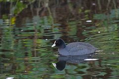 Fulica atra