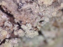 Lecanora appalachensis