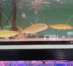 Hydrocynus