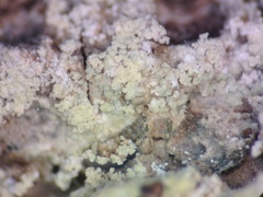 Lecanora appalachensis